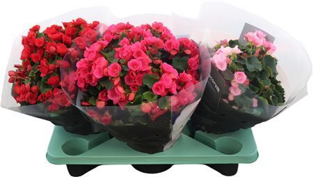 Begonia Betulia Mix 19cm Outdoor De
