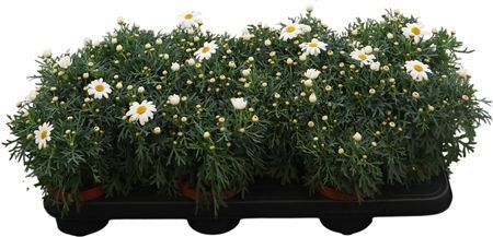 Argyr Frut White