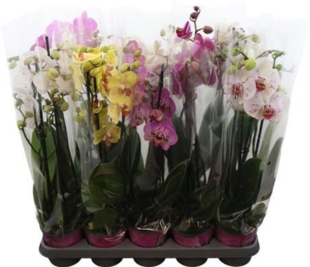 Phal Gem 5 Kl 3 Tak Piko Plant
