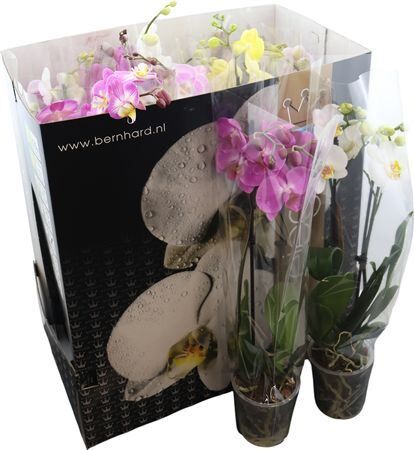 Phal Gem 8 Kl 2 Tak 16+