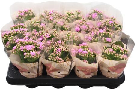 Kalan Mini Gev Roze