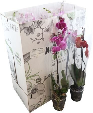Phal Gemengd 2 Tak 12+
