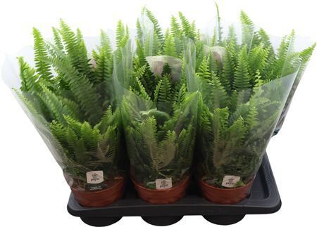 *nephrolepis Green Lady 2x*10827*