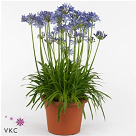 Agapanthus Charlotte 4+