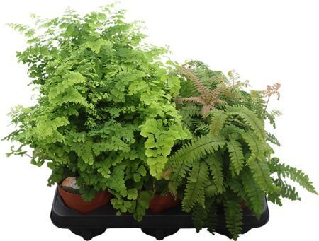 Adiantum Gemengd