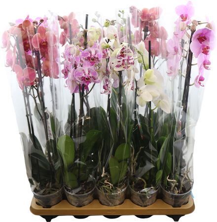 Phal Gemengd 2 Tak 8kl