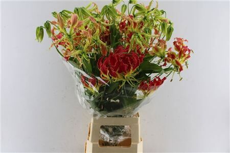 Gloriosa Southern Wind