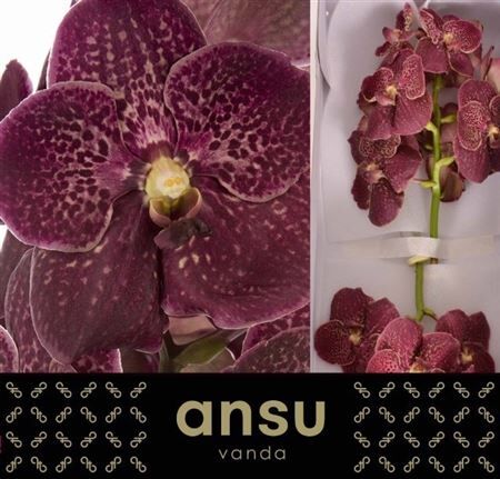 Vanda Su Chocolate Red