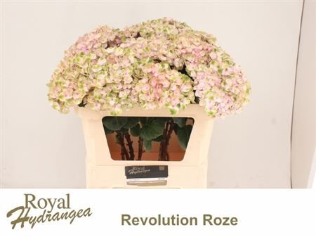 Hydr M Mag Revolution Rz