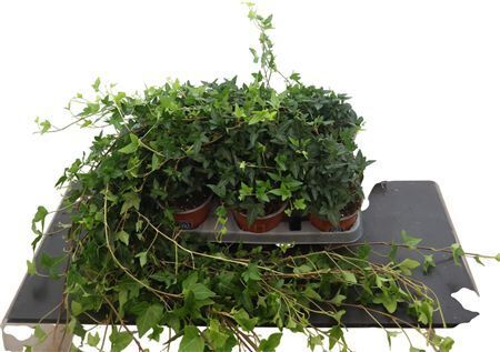 Hed He Shamrock 85cm