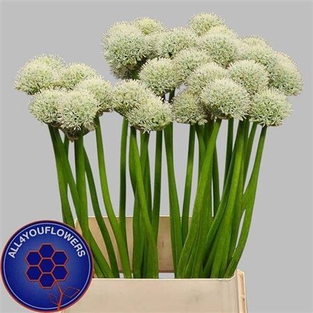 Allium White Giant
