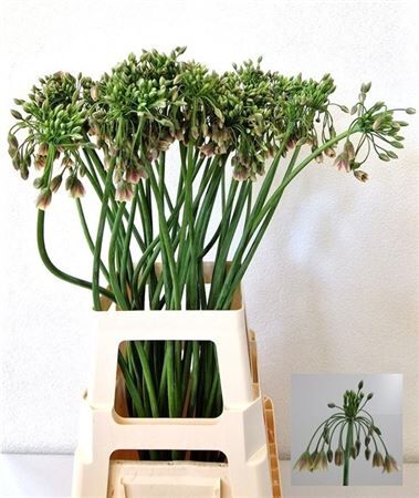 Allium Siculum Bulgar