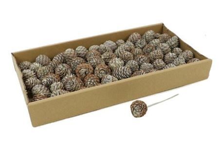 Stem Muirii On Wire 60pc