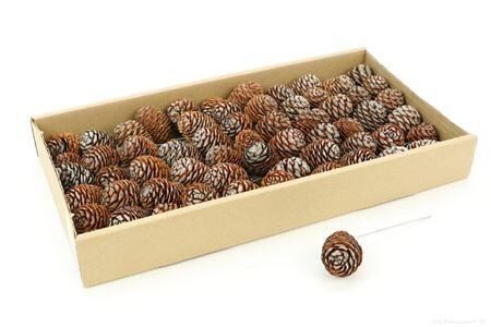 Stem Muirii O/w 60pc