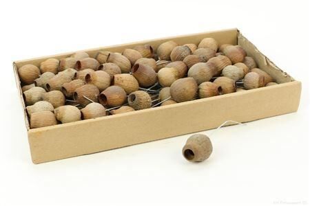 Stem Bellgums O/w 100pc