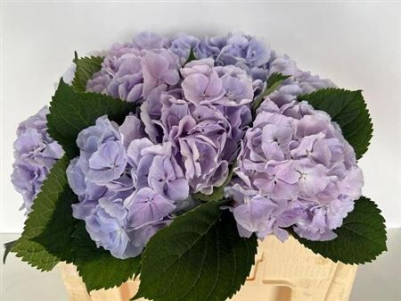 Hydr M Ch Verena Bl