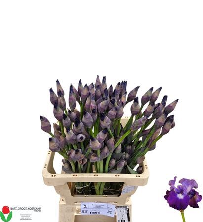 Iris G Cup Race