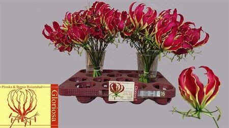 Gloriosa Rothschildiana