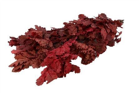 Dried Oak Mini Bunch