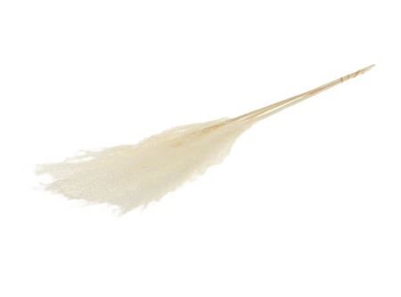 Dried Silvergrass Bleached Bunch 5 Pcs