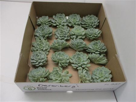 Echeveria Derenbergi Klein X20
