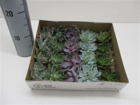 Echeveria Gemengd Klein X20