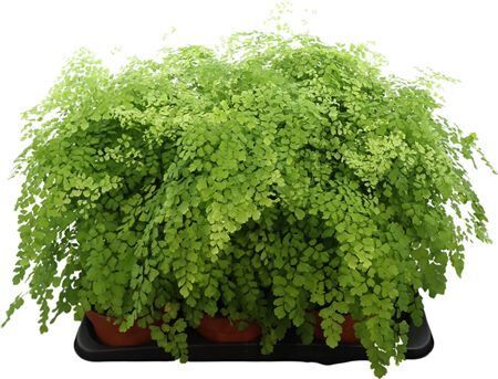 Pflanzen | Bestellen Sie Ihre Pflanzen jetzt in unserem Webshop! | Greenflor