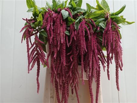 Amar Ca Red Cord