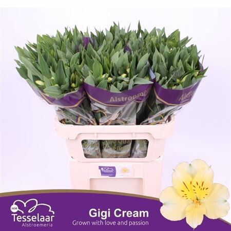Alstr Gigi Cream