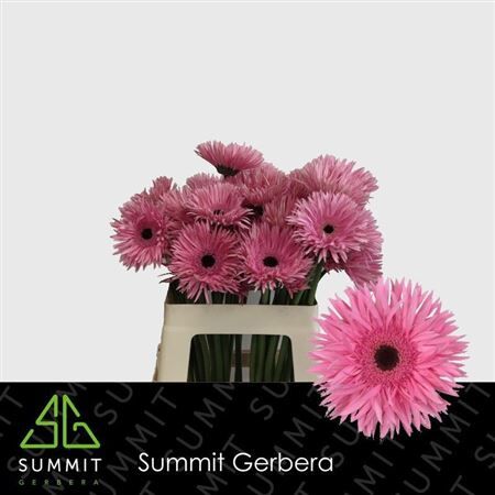 Ge Gr Spi Amazing