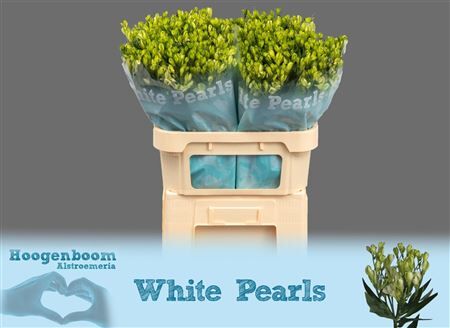 Alstr Fl White Pearls