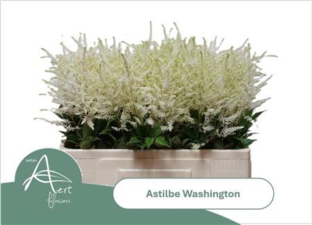 Astil Ja Washington