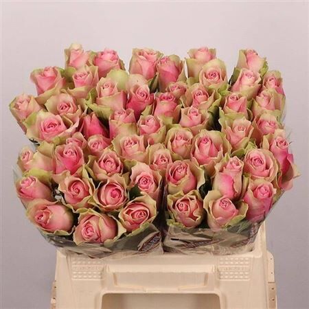 R Gr Belle Rose