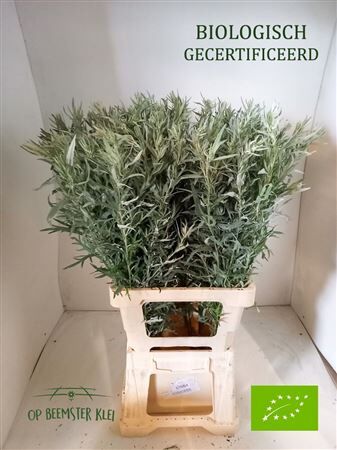 Artemisia Lud Silver Queen