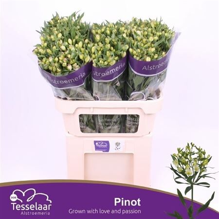 Alstr Fl Pinot