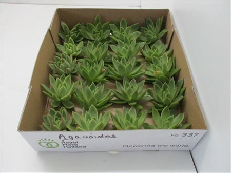 Echeveria Agavoides X20