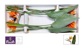 Strelitzia Reginae Bloem