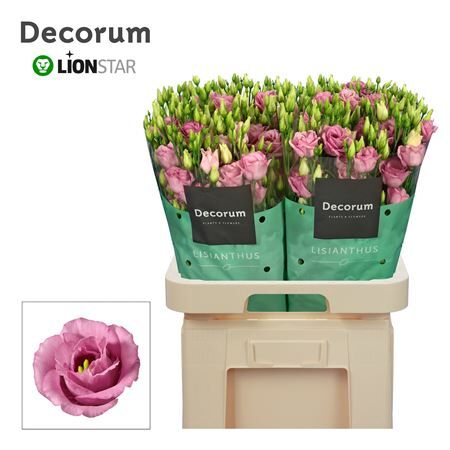 Eus G Rosita Rose Pink