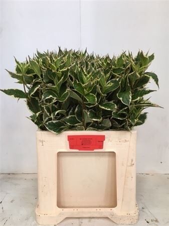Weigela Fl Elstead