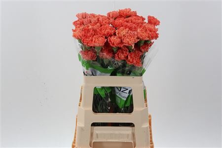 Di St Orange Hermes