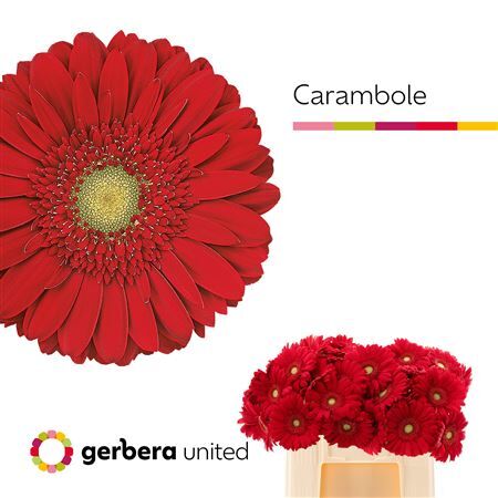 Ge Gr Carambole