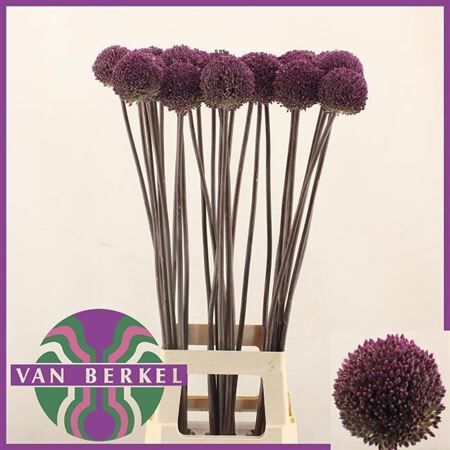 Allium Summer Drummer