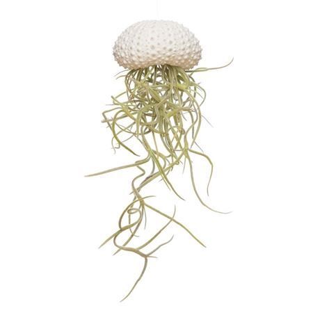Airplant Tillandsia Jellyfish Small Wit