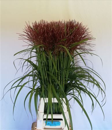 Siergras Miscanthus Sin Rotfeder