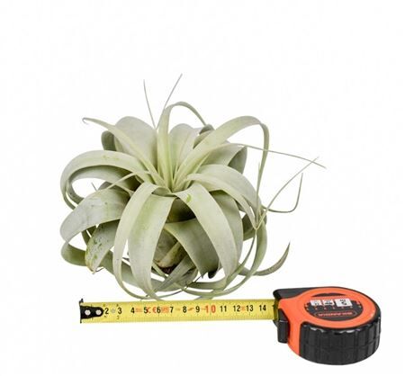 Tillandsia Xeropgraphica X8