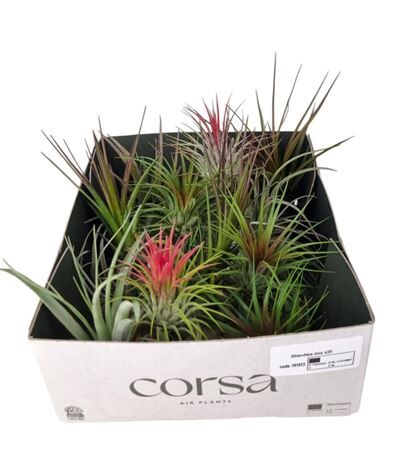 Tillandsia Usneoides Mix