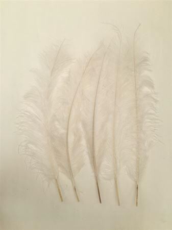 Feathers Ostrich 55cm 5pcs Bleached
