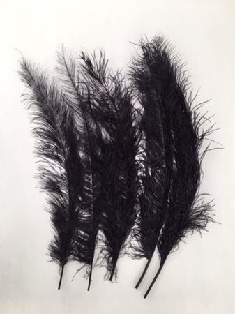 Feathers Ostrich 55cm 5pcs Black