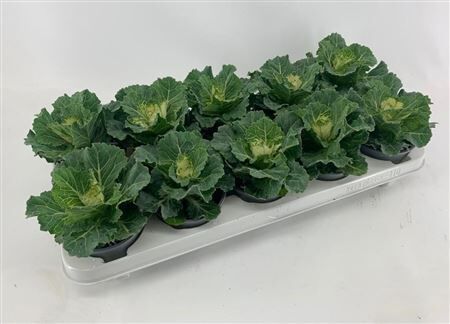 Brassica Glad Wit