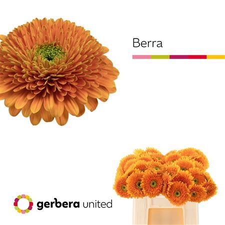 Ge Gr Pom Terra Berra